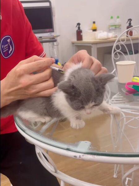mèo bị fip